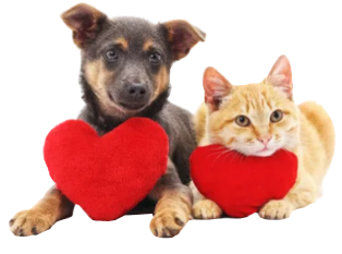 catanddog
